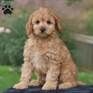 Jordan, Cavapoo Puppy